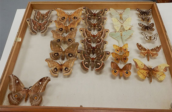 A drawer containing many brown and tan moths