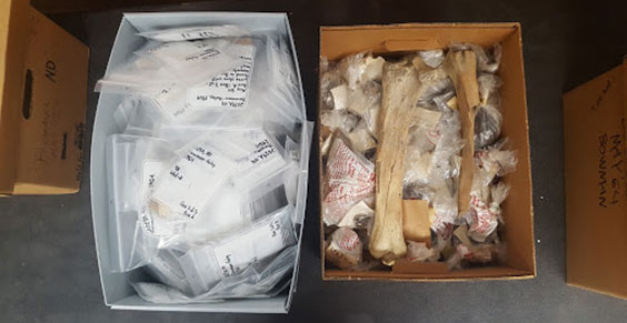 A box of sorted and cleaned artifacts next to a box of artifacts that haven't been sorted or cleaned