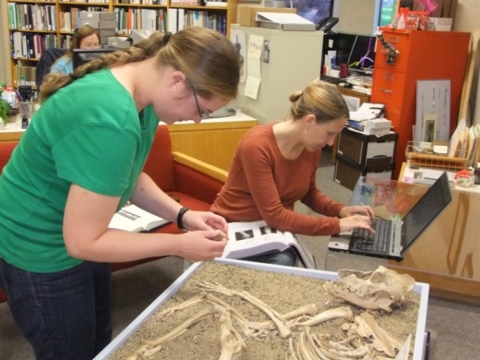 Archaeology Collections Manager Wendi Field Murray (right) and Collections Assistant Meagan Schoenfelder (left) conduct a condition assessment of a 2,300 year-old dog skeleton (photo by D. Rogness).