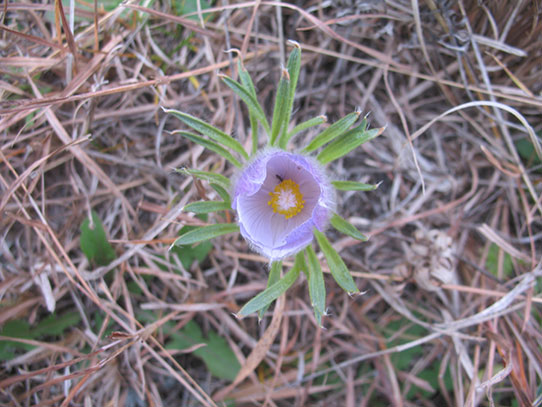 Pretty flower