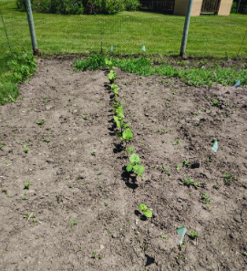 Great northern beans in the Lewis & Clark Interpretive Center’s Oscar H. Will garden.