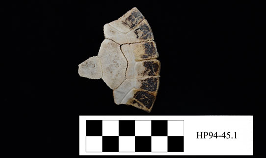 Piece of turtle shell from comparative collection