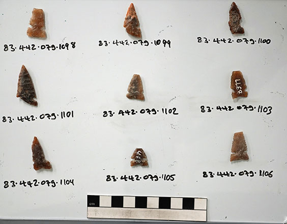 9 projectile points of varius sizes and shades of brown/red are displayed with their collection number written below each.