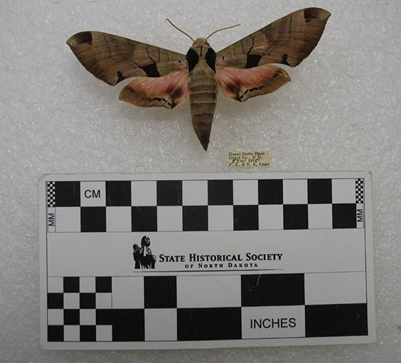A brown moth with black markings is displayed above a sizing chart