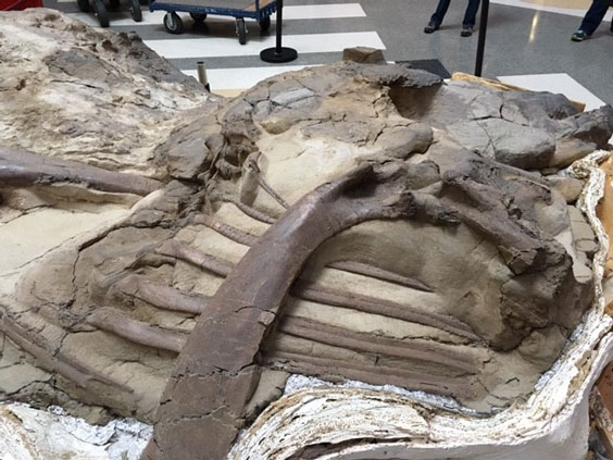 Rib cage fossil of dakota the dinomummy, an Edmontosaurus