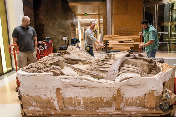 Three men stand around a large plaster block containing dinosaur fossils as they prep to move it