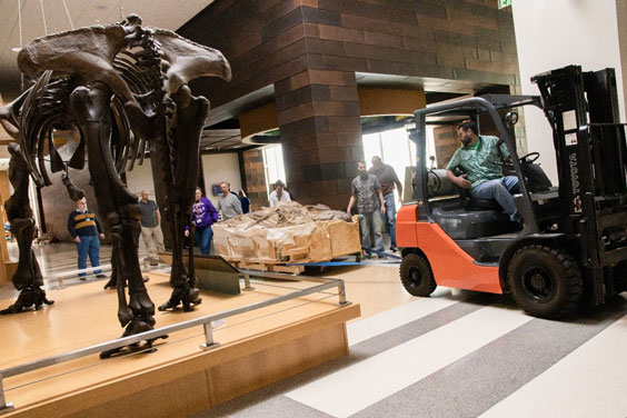 A skid steer pulls a large plaster block containing dinosaur fossils as multiple people walk around the plaster block to help guide it. The back side of mastodon fossil replica can be seen on the left side of the photo