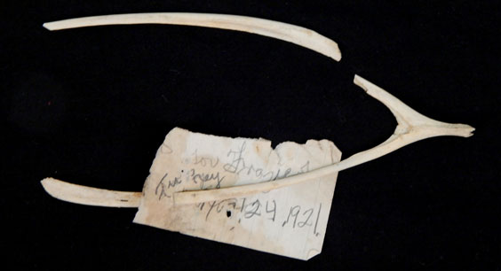 A wishbone that has been broken in two just below the neck on one side. There is also a note attached to the other side.