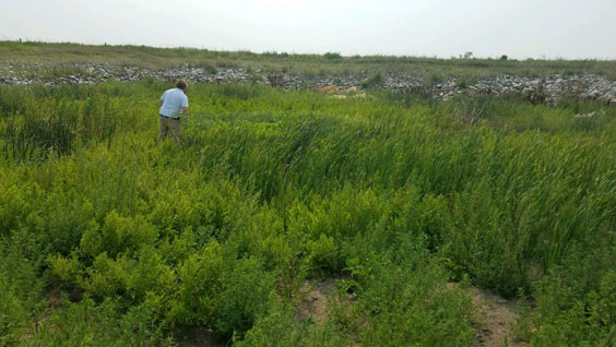 A man stands in the middle of many weeds