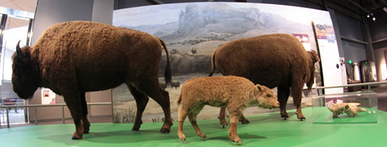 Family of three taxidermied bison