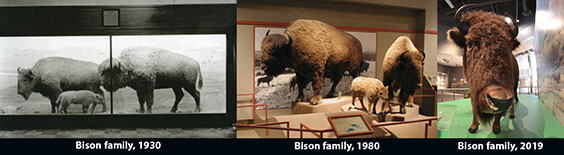 Family of three taxidermied bison in the 1930s, 1980s, and 2019