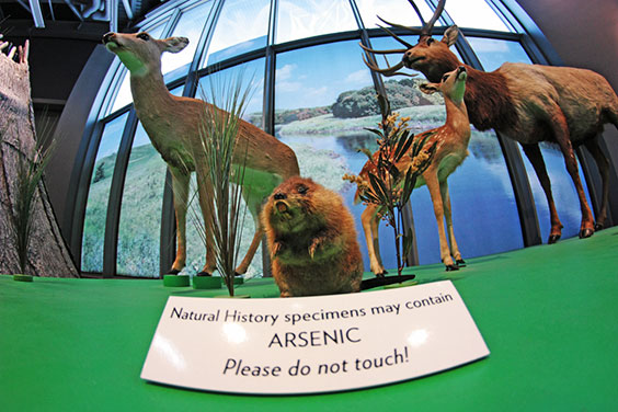 Sign stating that Natural History specimens may contain ARSENIC - Please do not touch! There are taxidermy animals in the background.
