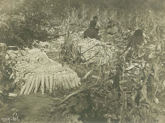 Women sitting in a field braiding cork