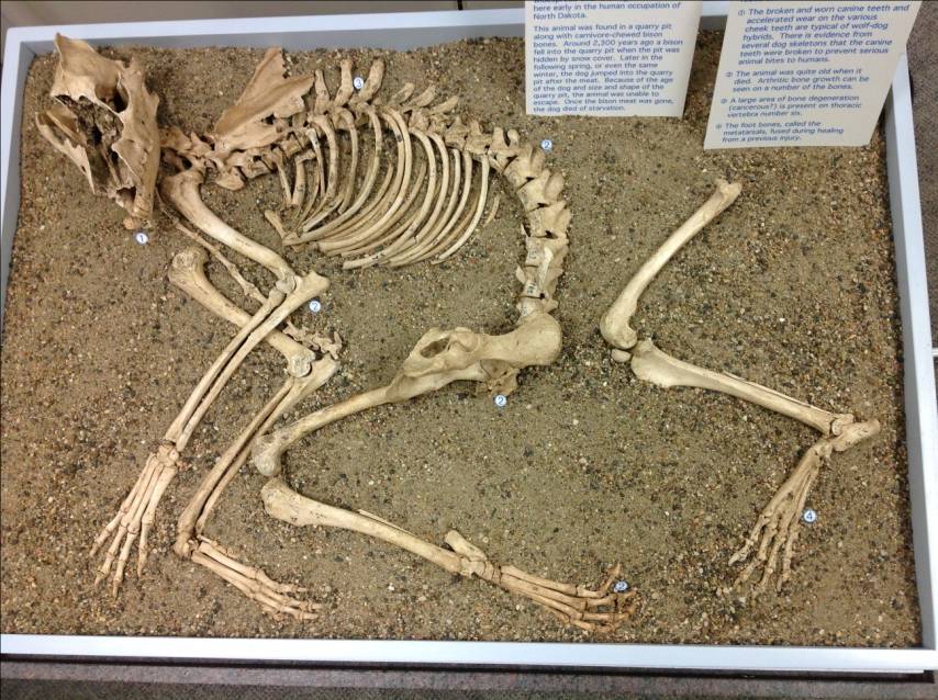 The nearly complete skeleton of the wolf-dog hybrid found in a quarry pit near Halliday, North Dakota (photo by W. Murray).  