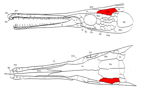 Articulated skull with the dermopterotic bone highlighted in red