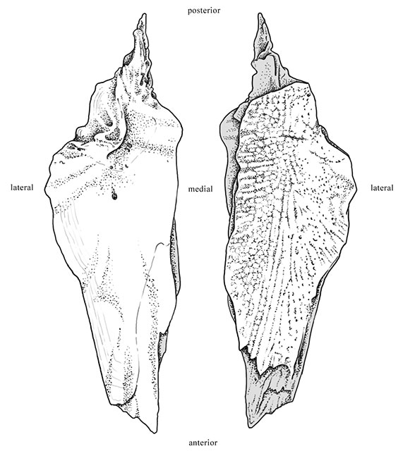 Illustrated dermopterotic