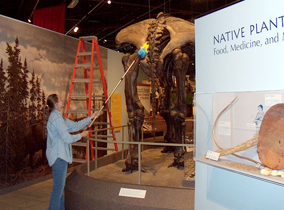 Woman cleaning exhibits with a feather duster