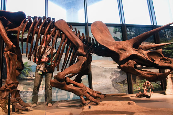 Man inside assembled dinosaur skeleton dusting with a handheld air blower