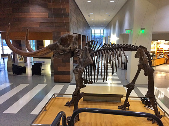 aerial view of mastodon skeleton