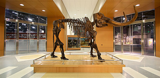 Mastodon in the ND Heritage Center & State Museum