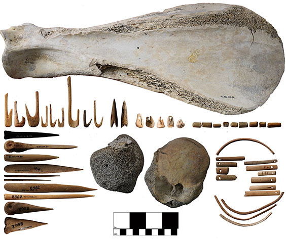 collection of bones with a size ruler