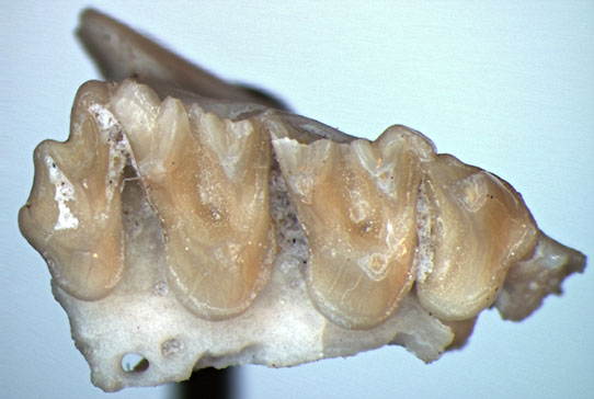 Fragment of jaw from an early bat
