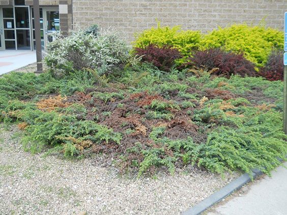 Green leafy bushes with some yellow and brown are shown between sidewalks