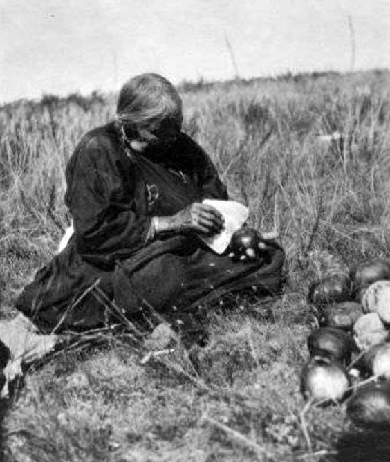 black and white photo of a native american woman harvesting squash