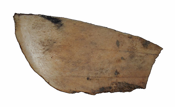 bison scapula bone used as a squash knife