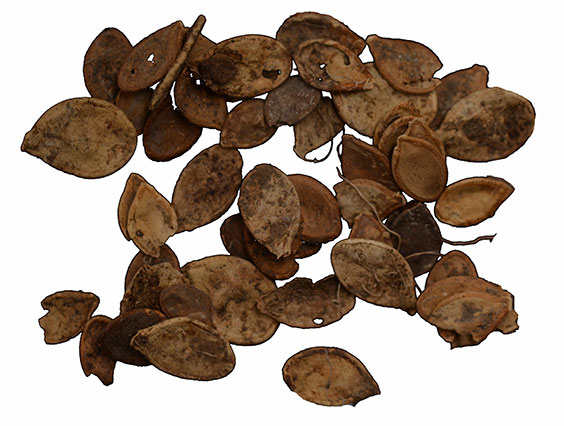 Squash seeds