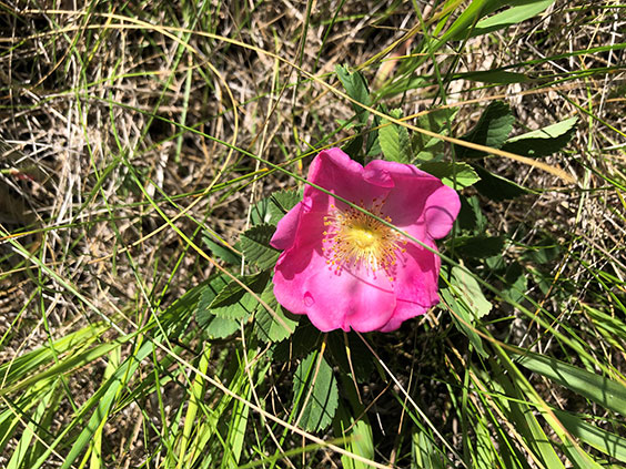A pink flower with a yellow middle sits among green leaves and grass
