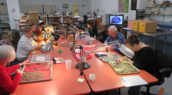 Volunteers sorting in the Archaeology Lab