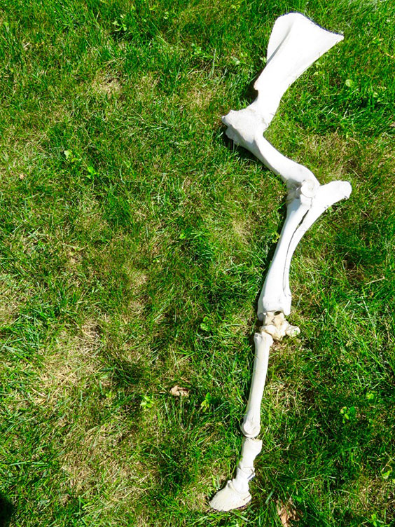 Rearticulated bison front limb