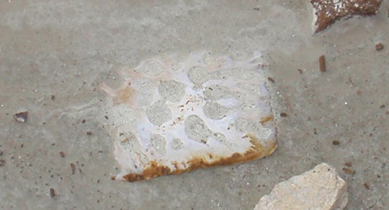 Bleached osteoderm