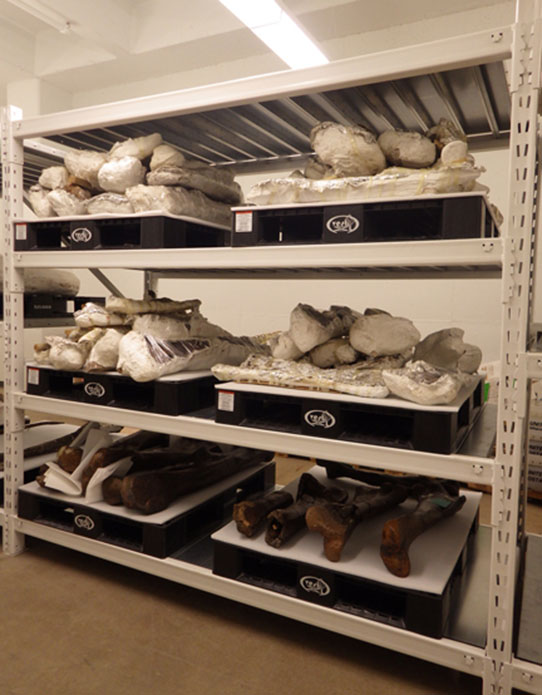 Bones in storage at ND Heritage Center