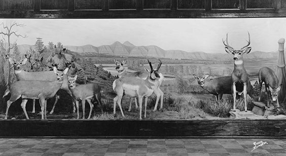 6 deer and 2 elk stand posed in an exhibit display with outdoor scenery