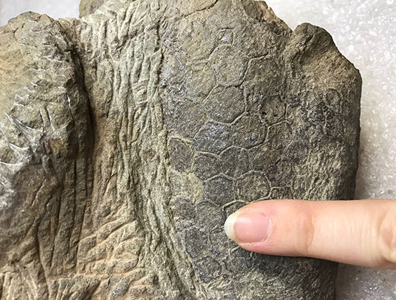 Fossilized hadrosaur skin showing large scales