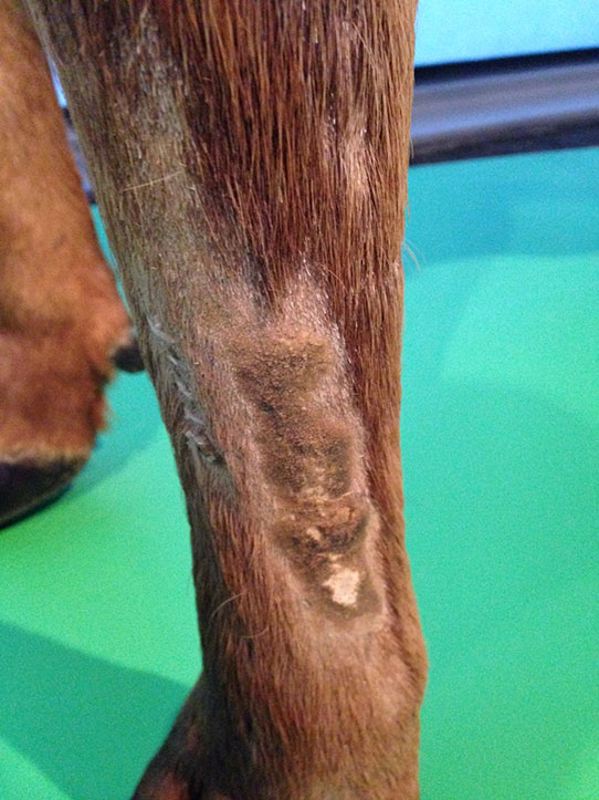 Leg of elk mount