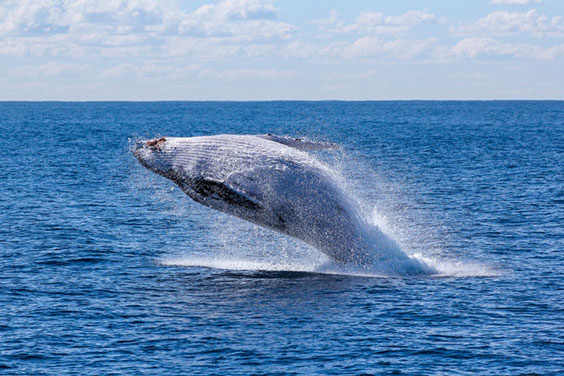 Grey Whale jumping out of water