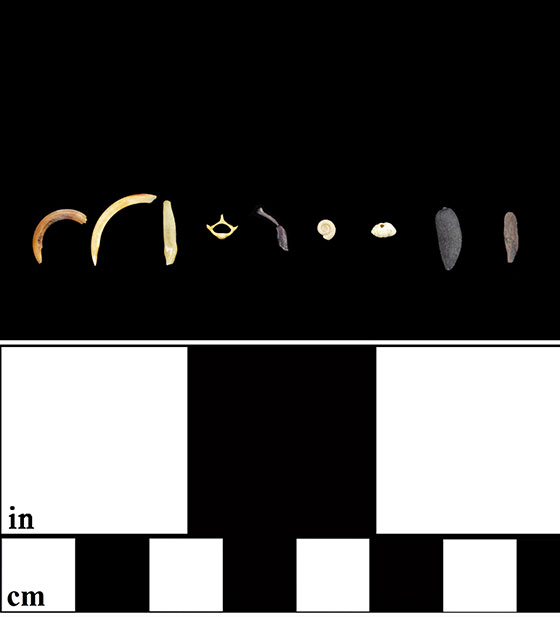 shaped animal bones