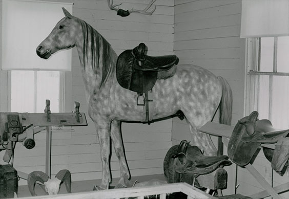 Display horse with spots and wearing a saddle