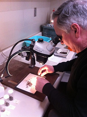 Looking for microfossils through microscope