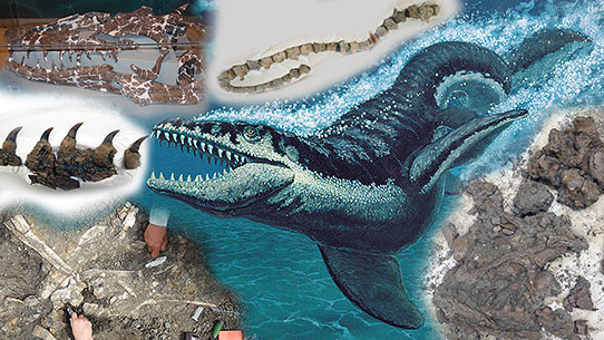 Mosasaur images