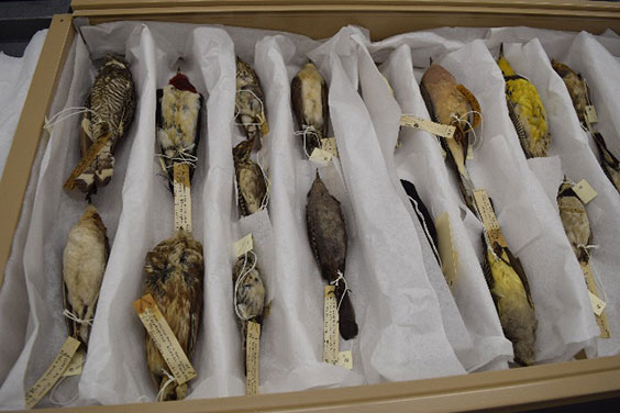 Box of tagged birds