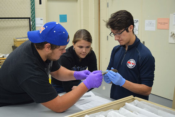 three students measuring a bird