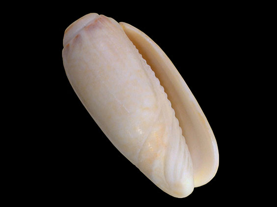 Olivella shell bead