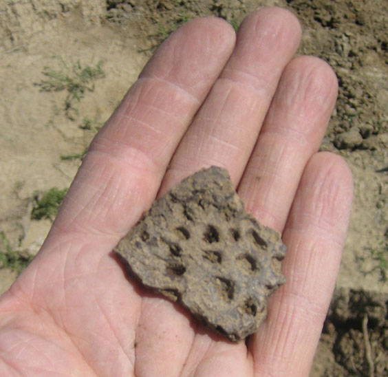 Holding a piece of osteoderm