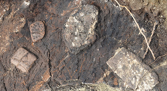 Osteoderm in situ