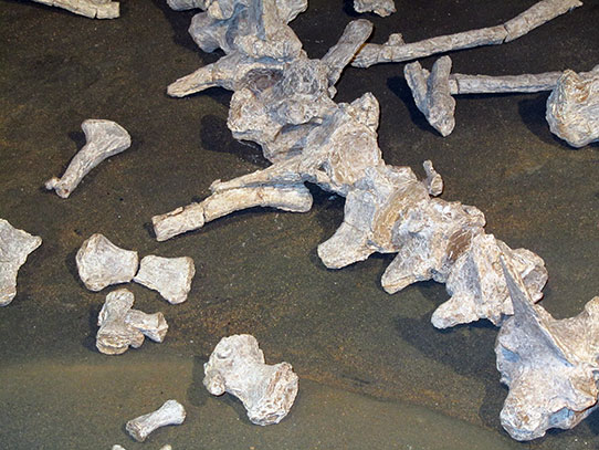 Vertebra and flipper bones of mosasaur