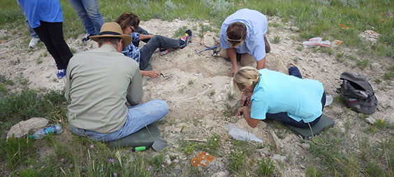 Four people digging for fossils